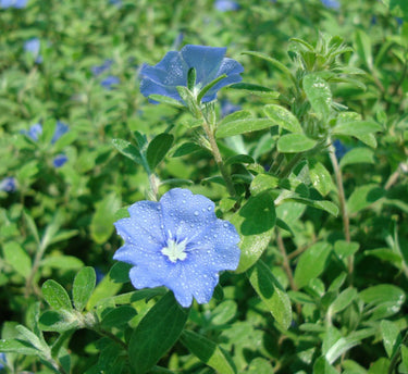 Jacquemontia Pentantha - Sky Blue Cluster Vine